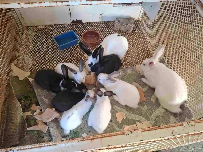 دجاج بلدي وارانب فرنسي مضمونه ومشروطه باذن الله مراحها نظيف 5