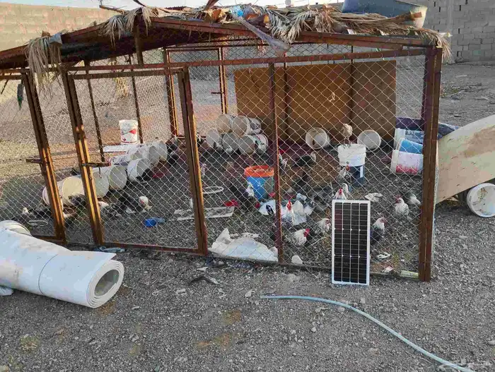 شبك غنم للبيع اربعه في اربعه الارتفاع اثنين 1