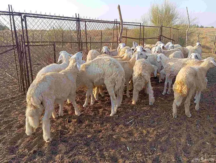 طليان ذبايح 5