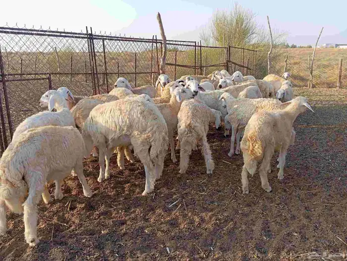 طليان ذبايح 2