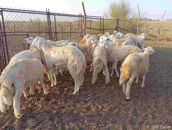 طليان ذبايح 0