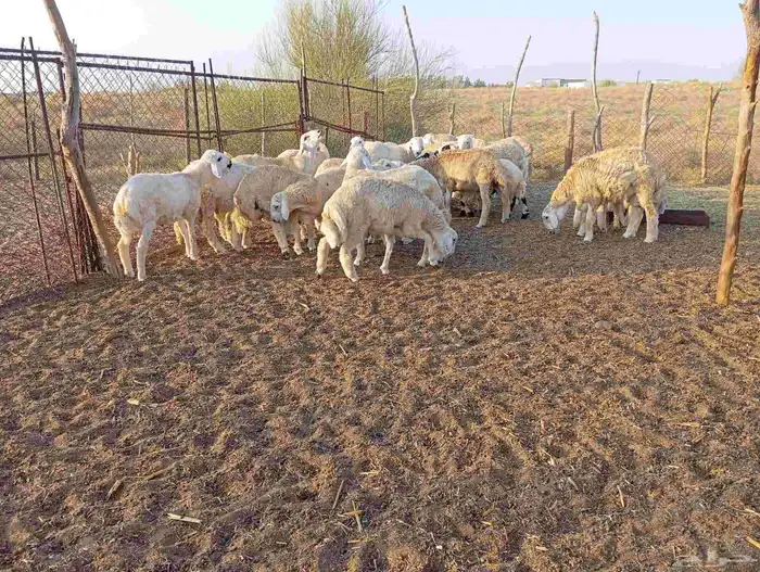 طليان ذبايح 7