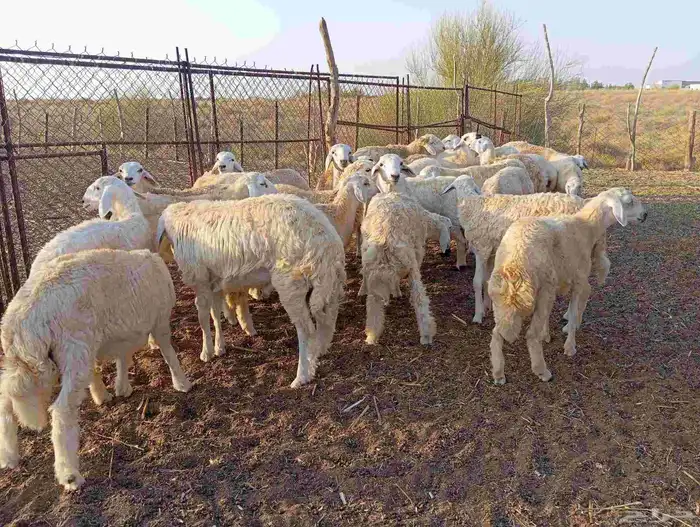 طليان ذبايح 1