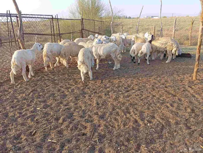 طليان ذبايح 6