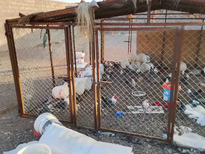 شبك غنم للبيع اربعه في اربعه الارتفاع اثنين 0