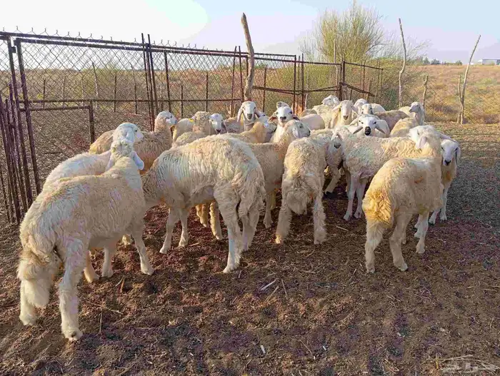 طليان ذبايح 4