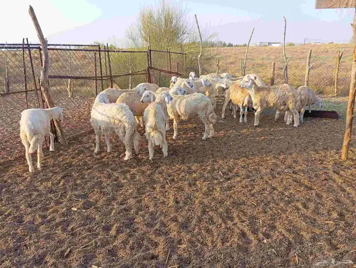 طليان ذبايح 9