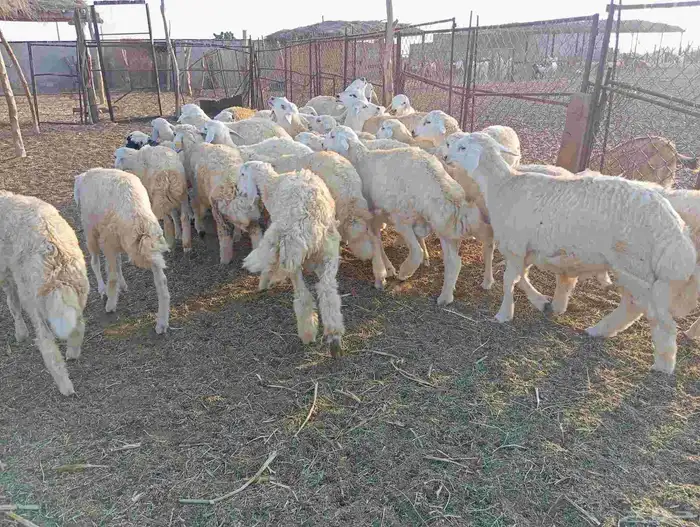 طليان ذبايح 8