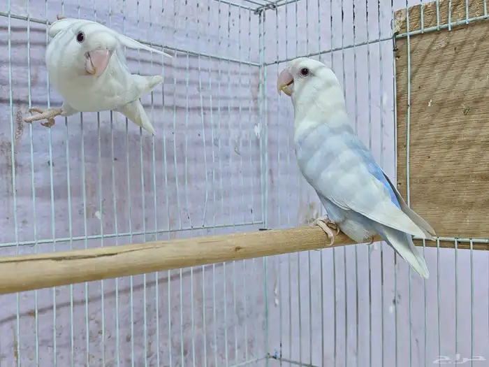 زوج روز بال فالو نزل بيضتين باقي يكمل باقي البيض ان شاء الله 0