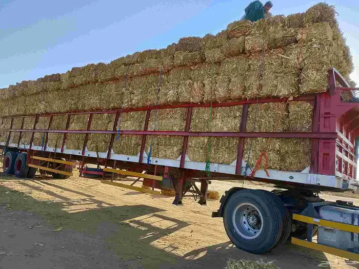 ذره شاميه كوم من شركه شجاع ارموط في وادي الدواسر 4