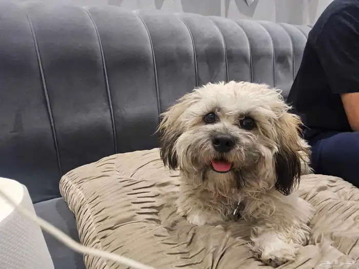 كلب مالتيبو 4