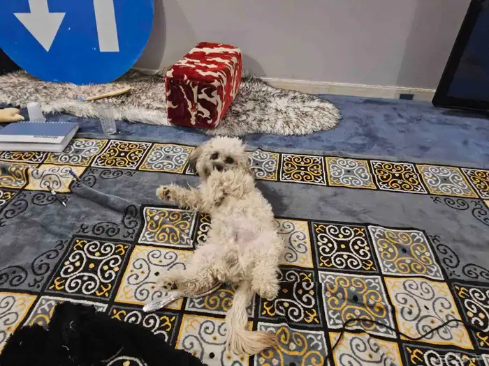 كلب مالتيبو 5