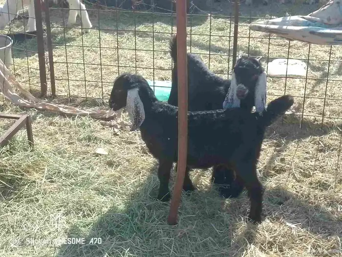 البيع تيس و جفر 0