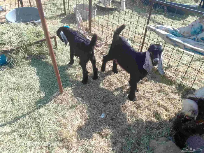 البيع تيس و جفر 1