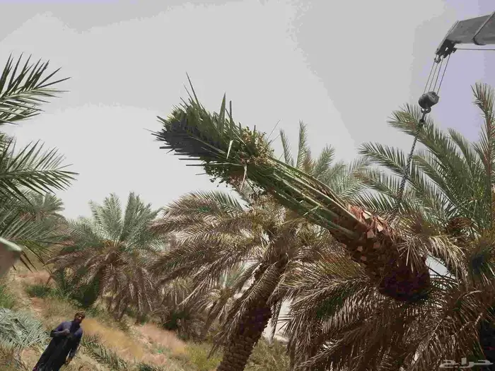 نخل للبيع مثمر خلاص سكري شيشي هلالي مجدول صقعي غر منيفي شهل 4