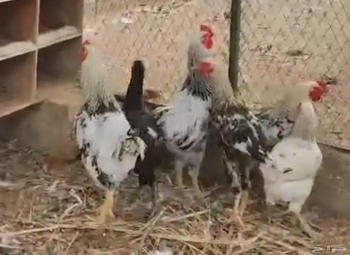 ديوك اكل للبيع بريده 3