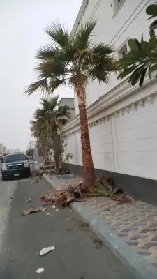 يتوفرلديناجميع انواع النخيل المثمرونخيل الزينه ولوشنطن ولمجذ 7