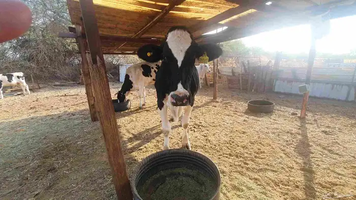 بقرة هولندية منيحة تحتها عجل 9