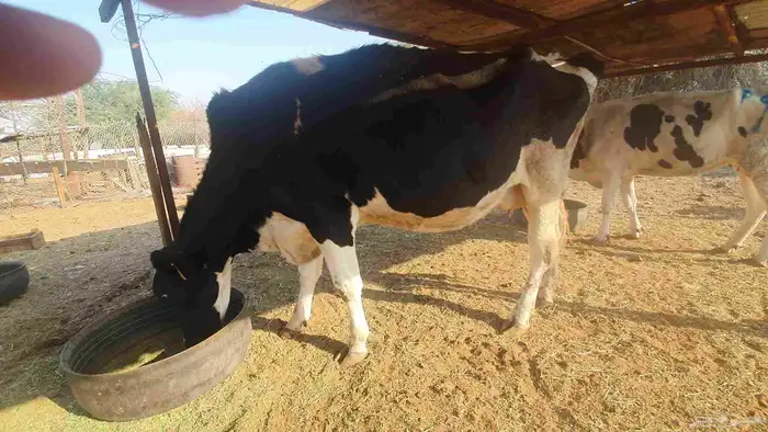 بقرة هولندية منيحة تحتها عجل 8