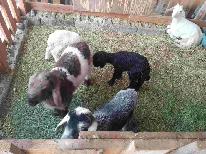 دواغير شرط100 رواضيع يرضع من اي عنز 0