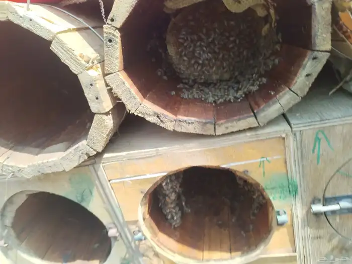 نحل للبيع قوي وريشه 4