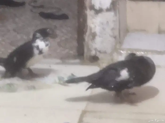 جوز بط مصري 0