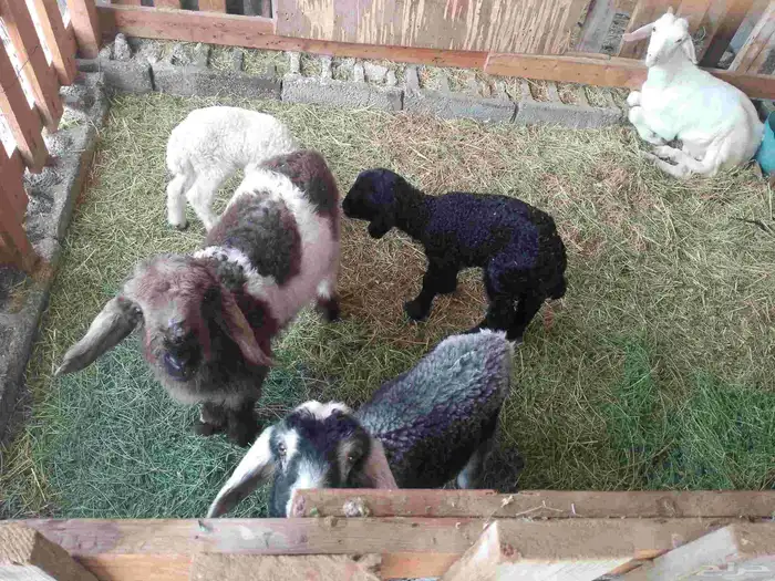 دواغير شرط100 رواضيع يرضع من اي عنز 1