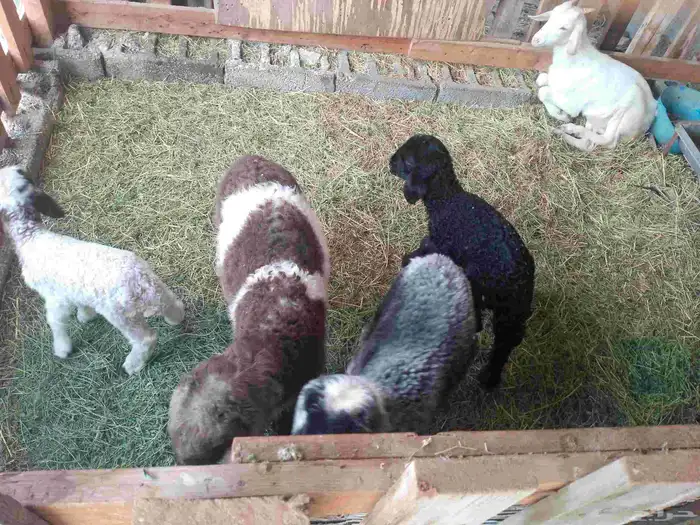 دواغير شرط100 رواضيع يرضع من اي عنز 3