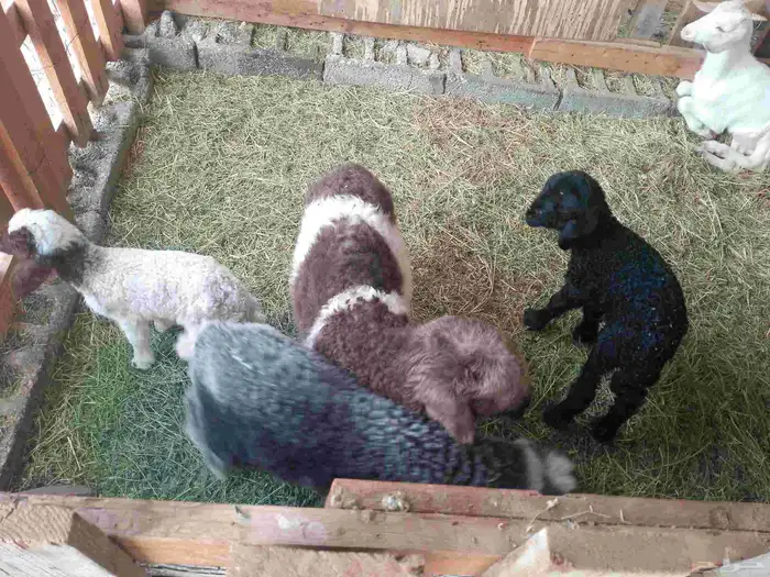 دواغير شرط100 رواضيع يرضع من اي عنز 2