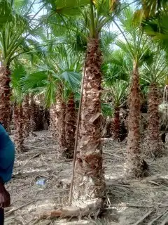 لتوريد النخل العربي والواشنطني والسياجات بجميع انواعها 5