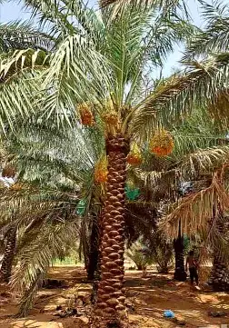 نخل واشنطني نخل اخلاص سكري صقعي هلالي غر نبوت سلج 4