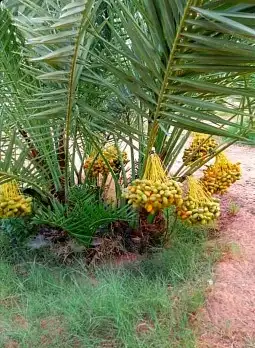 نخل واشنطني نخل اخلاص سكري صقعي هلالي غر نبوت سلج 0