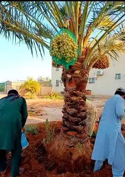 نخل واشنطني نخل اخلاص سكري صقعي هلالي غر نبوت سلج 3