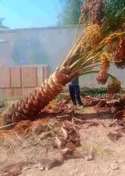 نخل واشنطني نخل اخلاص سكري صقعي هلالي غر نبوت سلج 11