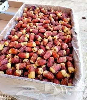 نخل واشنطني نخل اخلاص سكري صقعي هلالي غر نبوت سلج index