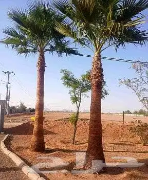 نخل واشنطني نخل اخلاص سكري صقعي هلالي غر نبوت سلج 8