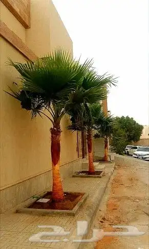 نخل واشنطني نخل اخلاص سكري صقعي هلالي غر نبوت سلج index