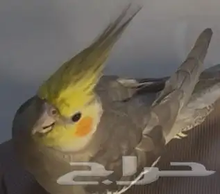 طائر طير كروان مفقود في حي المنار والفيصلية وهدية لمن يجدة 1