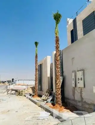 نخيل واشنطونيا 7