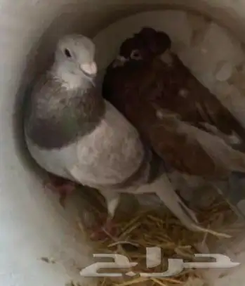 موجود زوج زاجل مع مقنزعه قطيفي وشرط الانتاج مع فرخ 0