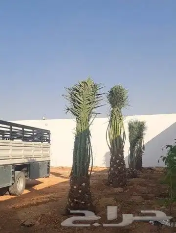 النخل البيع بجميع انواعه ولمقسات المختلفه خدمه متكامله رياض 7