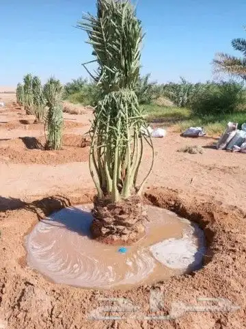 النخل البيع بجميع انواعه ولمقسات المختلفه خدمه متكامله رياض 9