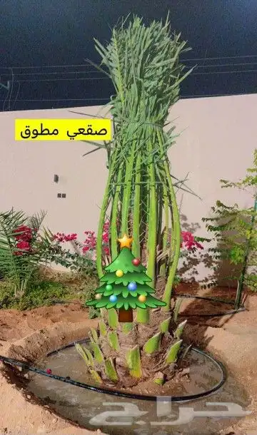 النخل البيع بجميع انواعه ولمقسات المختلفه خدمه متكامله رياض index