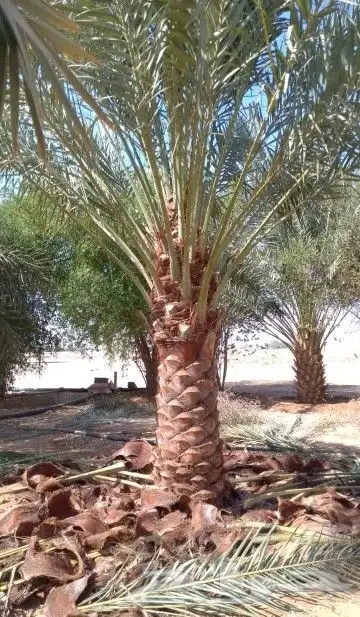 النخل البيع بجميع انواعه ولمقسات المختلفه خدمه متكامله رياض index