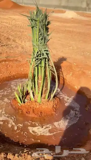 النخل البيع بجميع انواعه ولمقسات المختلفه خدمه متكامله رياض index