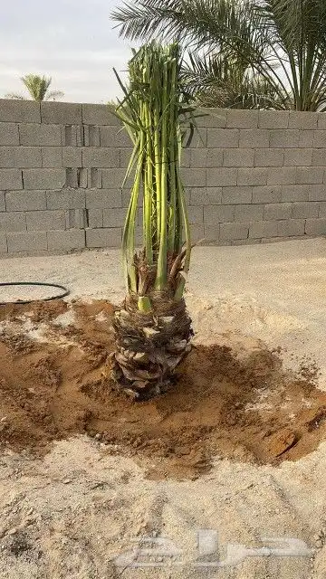 النخل البيع بجميع انواعه ولمقسات المختلفه خدمه متكامله رياض 5