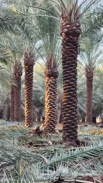 النخل البيع بجميع انواعه ولمقسات المختلفه خدمه متكامله رياض index