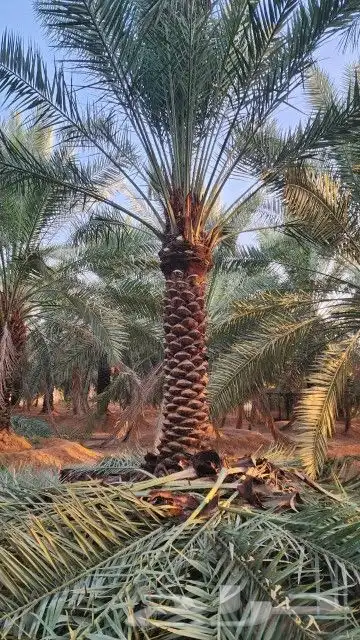 النخل البيع بجميع انواعه ولمقسات المختلفه خدمه متكامله رياض 1