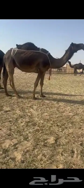 ابل جمله عدد 20 0