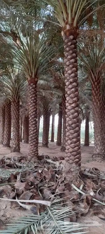 البيع نخل بلدي و شنطني شجار زيتنون index